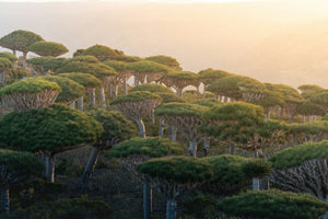 Dragon Blood from the Island of Socotra