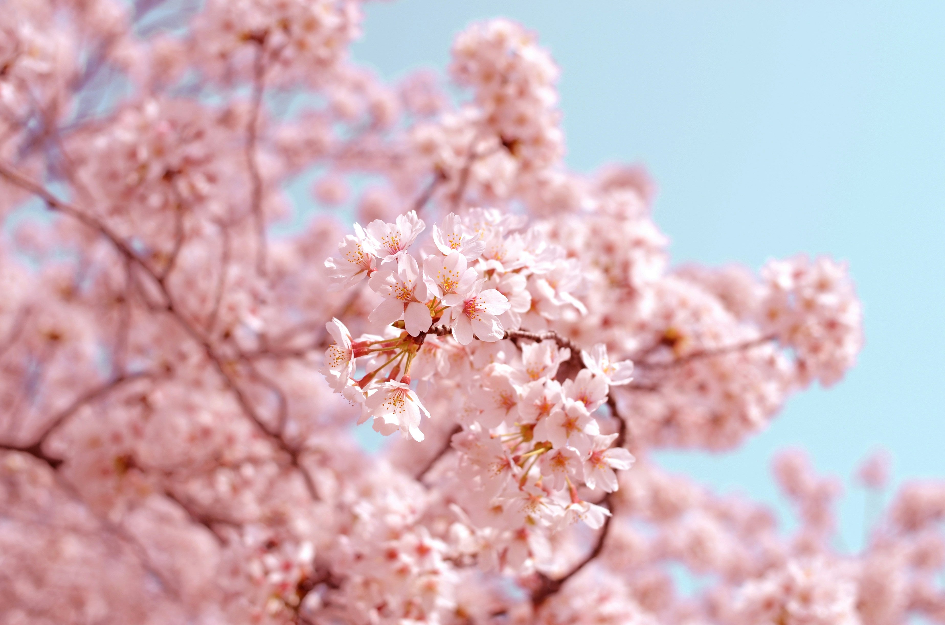 Aromatic Sandalwood, Rose, and Cherry Blossom