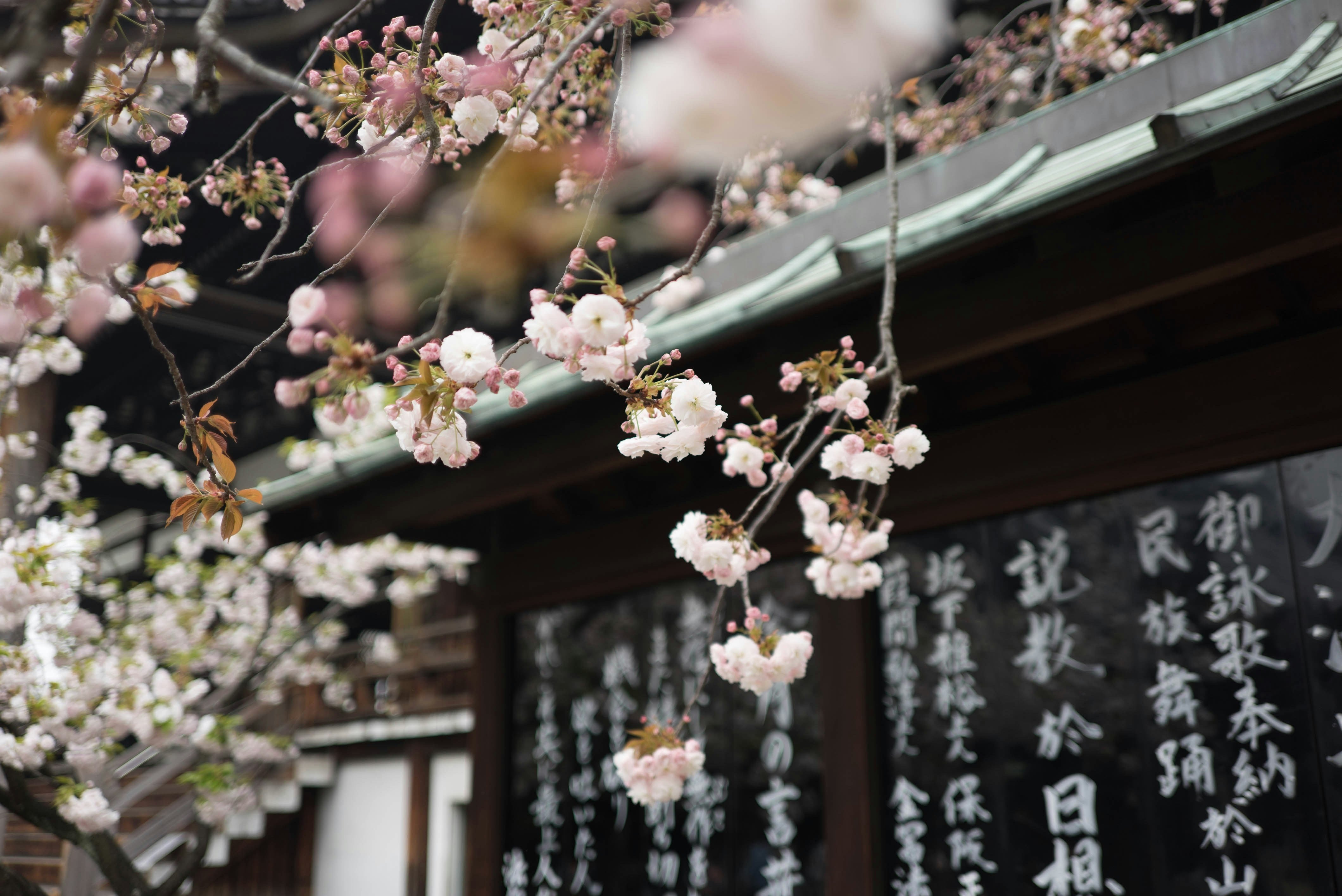 Aromatic Sandalwood, Rose, and Cherry Blossom