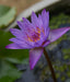 Japanese Blue Lotus - Extremely Limited Batch